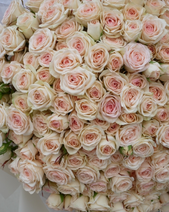 creamy roses