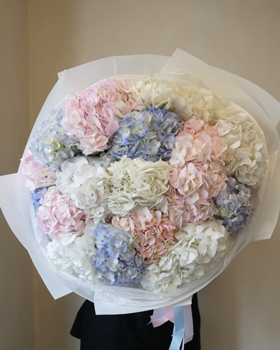 hortensja, hydrangea