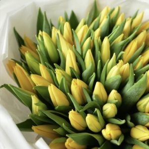 Żółte tulipany