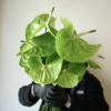Anturium green