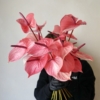 Anturium peach