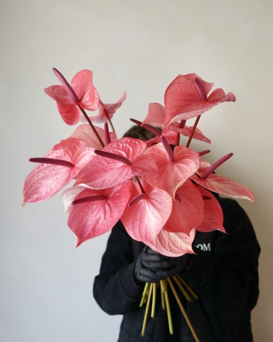 Anturium peach