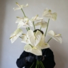 Anturium white