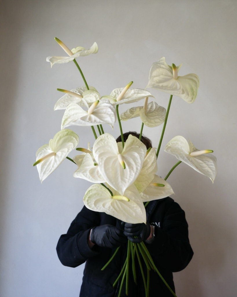 Anturium white