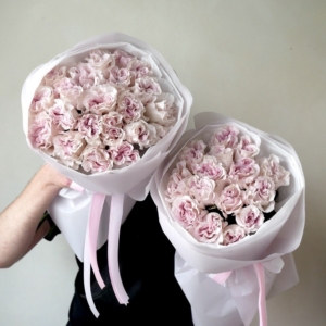 Roża Powder Puff tlo